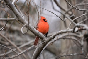 Um cardeal-do-norte macho pousa em um galho no Parque Coronel Samuel Smith durante o inverno em Toronto, Ontário, Canadá