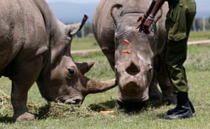 Um guarda florestal alimenta Najin e sua filha Fatu, as duas últimas fêmeas do rinoceronte branco do norte, com cenouras perto de seu recinto na Ol Pejeta Conservancy no Parque Nacional de Laikipia, no Quênia. Najin foi aposentada da reprodução, deixando sua filha como a única doadora de óvulos em um esquema de implantação de embriões.
