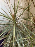 Dracaena Kate Edmonds, Alfriston, East Sussex