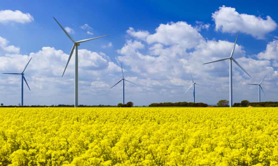 Wind turbines in a field of yellow rape seed plants in bloom