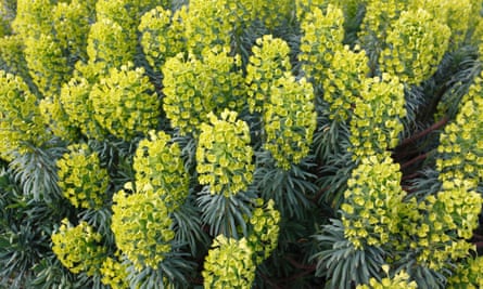 Mediterranean spurge (Euphorbia characias subsp. wulfenii)