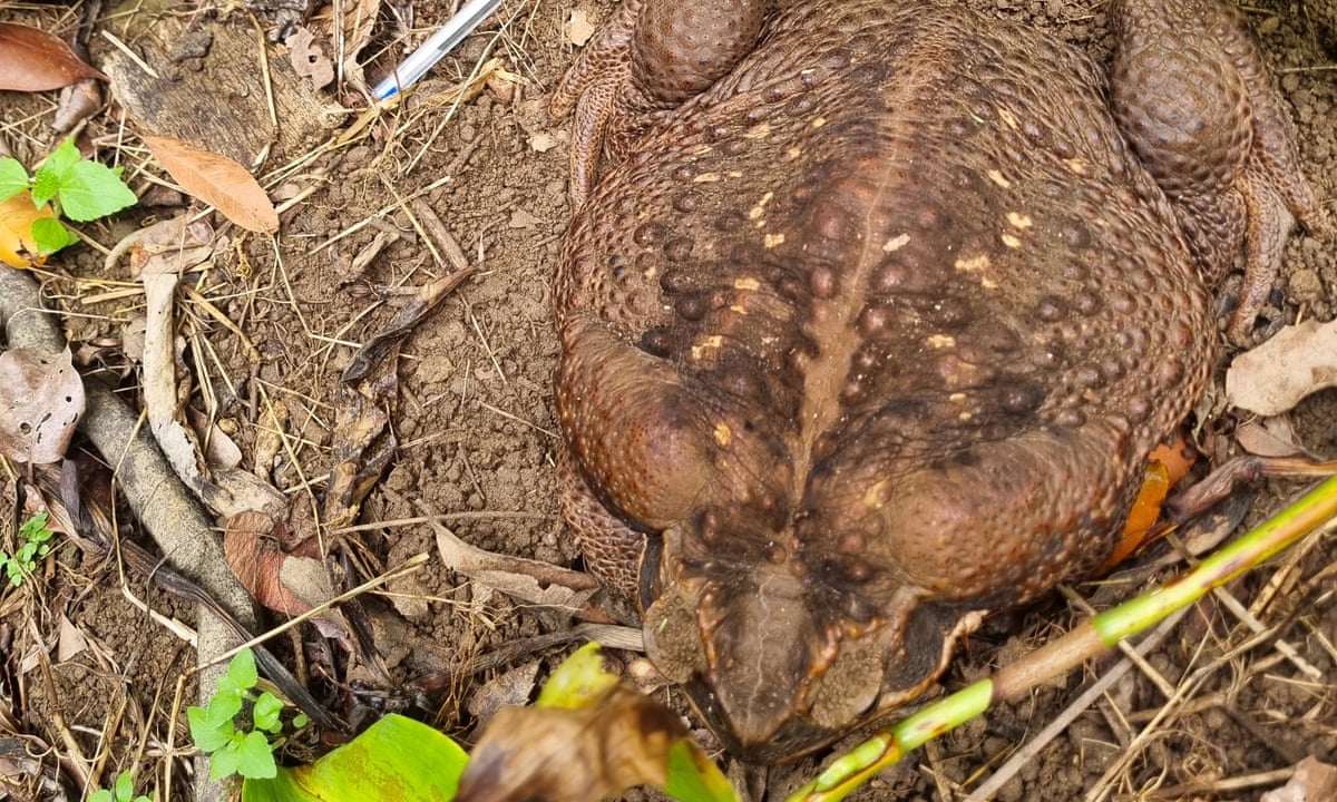 We dubbed it Toadzilla': giant cane toad believed to be the largest of its  species found in Australia | Wildlife | The Guardian