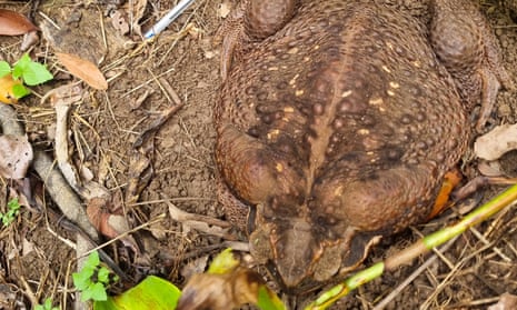 Giant cane toad dubbed 'Toadzilla' found in Queensland, Australia