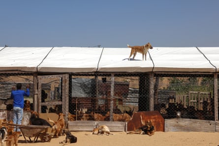 Mubarak, 20, with some of the 350 dogs at the rescue centre.