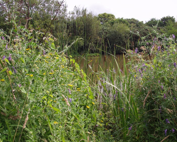 Developers encroach on 2,000-year-old Devon wetland citing ‘blockages’ to Labour’s housing plans
