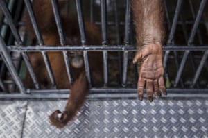 Caged Sumatran orangutans at a rehabilitation centre in Kuta Mbelin, North Sumatra, Indonesia