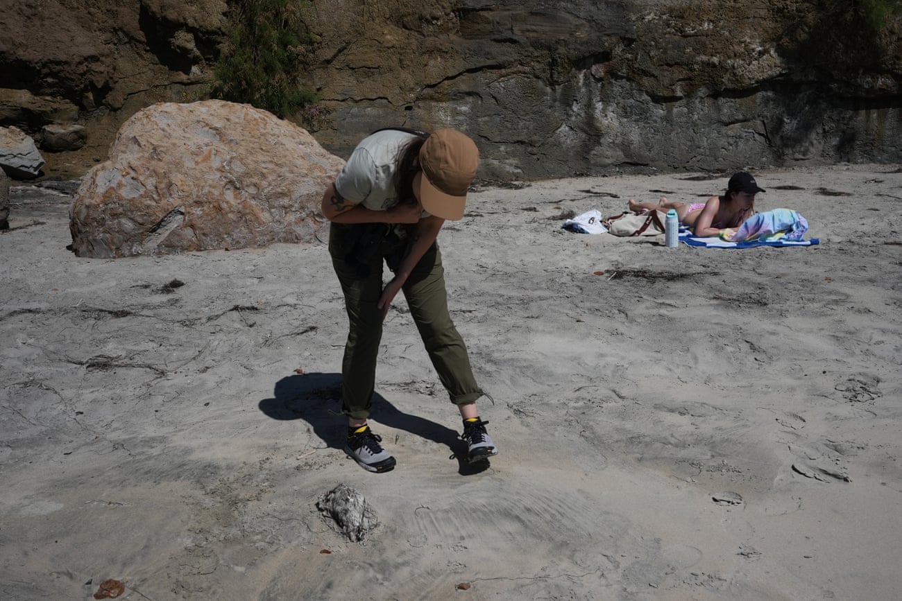 Marine ornithologist looks at dead sea burd