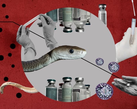 Montage of antivenom vials, hands in protective gloves and snakes