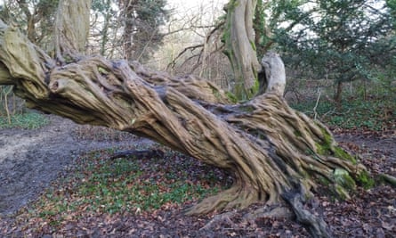 A twisted hornbeam trunk in Epping Forest.