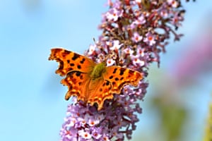 A comma butterfly
