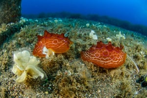 Sea slugs (Pleurobranchus testudinarius) and brown algae