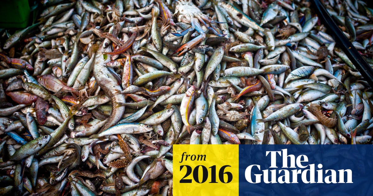 Overfishing causing global catches to fall three times faster than estimated