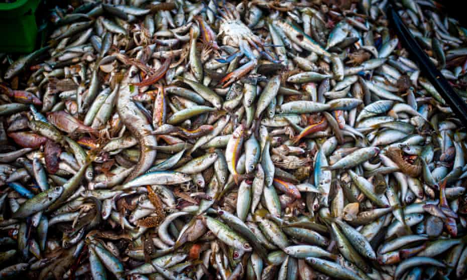 Global fish catches rose from the 1950s to 1996 as fishing fleets expanded and discovered new fish stocks to exploit.