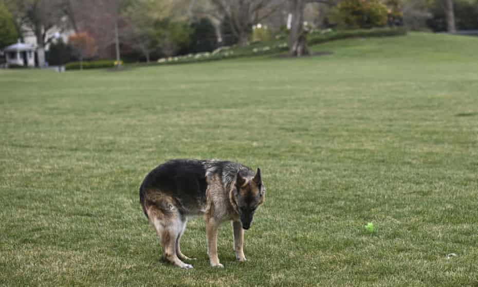 Champ Joe Biden S German Shepherd And Sweet Good Boy Dies Aged 13 Joe Biden The Guardian Champ Joe Biden S German Shepherd And Sweet Good Boy Dies Aged 13 Joe Biden The Guardian