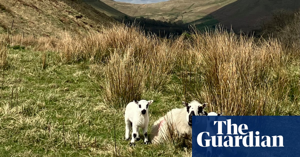 Country diary: Lambing season is in full swing | Farming | The Guardian