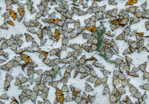 Monarchs in the Snow by Jaime RojoWorld press photo awards: nature category, third prize, singlesA carpet of monarch butterflies covers the forest floor of El Rosario butterfly sanctuary in Michoacan, Mexico after a strong snow storm. The storm hit the mountains of central Mexico, creating havoc in the wintering colonies of monarch butterflies just as they were starting their migration back north to the US and Canada. Climate change is creating an increase in these unusual weather events, representing a huge challenge for these usually resilient insects during their hibernation.