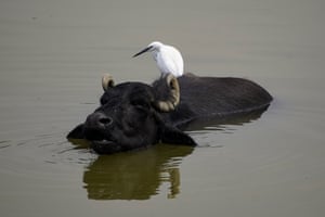 Uma garça-pequena pousa em um búfalo indiano enquanto ele se deita em um lago para se refrescar em um dia quente de verão perto de Ajmer, Rajastão, Índia