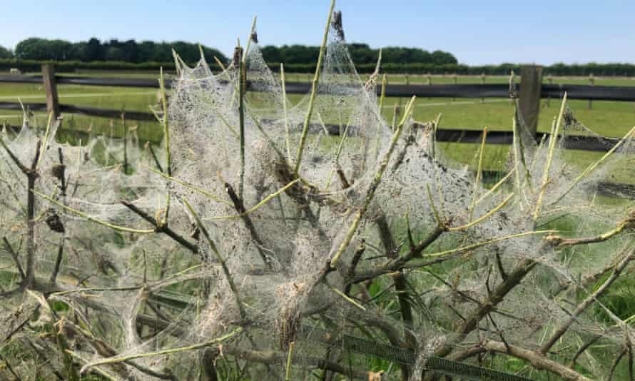 Spindle ermine webbing on a tree.