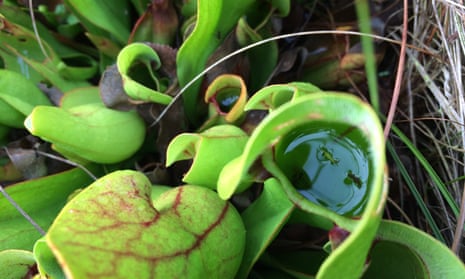 Pitcher plant with trapped insects