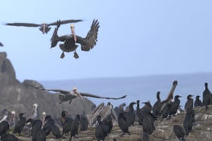 Um pelicano pousa em Pacific Grove, Califórnia, EUA