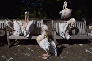 Pelicans preen in the warm sunshine on the benches in St James’s Park, UK. Six great white pelicans live in the park in central London