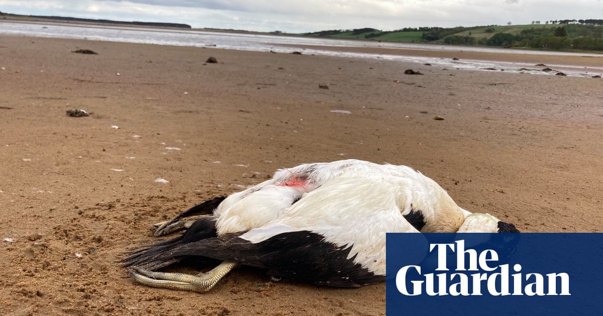 Geese, skuas, cranes and even foxes: avian flu takes growing toll on wildlife
