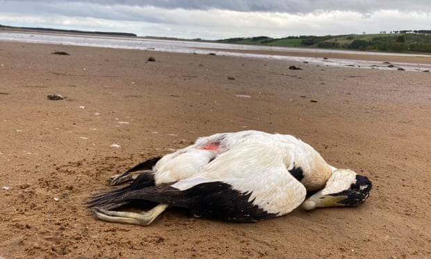 One of the dead birds found by Peter Stronach at Loch Fleet nature reserve, near Dornoch, Scotland.
