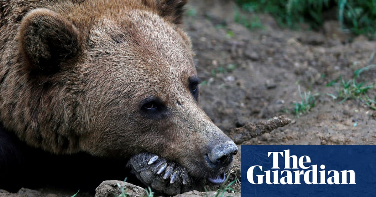 Hunt for bear that bit man in Norway to resume after wrong animal shot