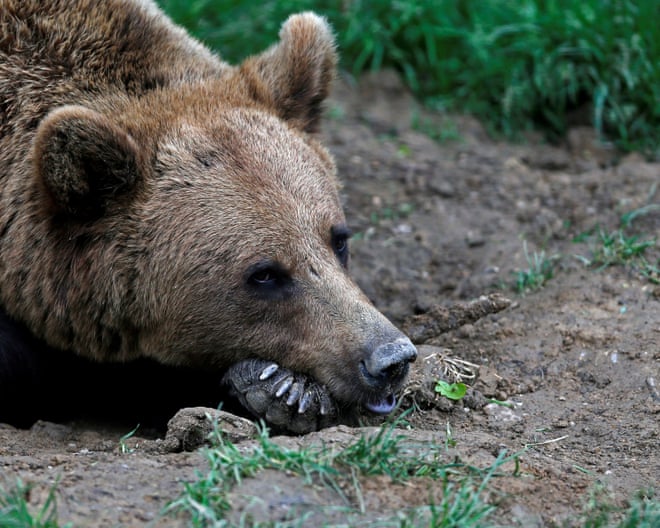 Bear that bit man in Norway roams free after hunt in which wrong animal shot Bear that bit man in Norway roams free after hunt in which wrong animal shot