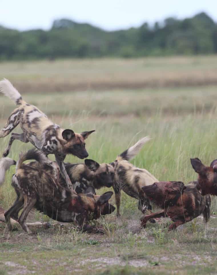 Six wild dogs, three wearing collars and some appearing to have blood on their snouts