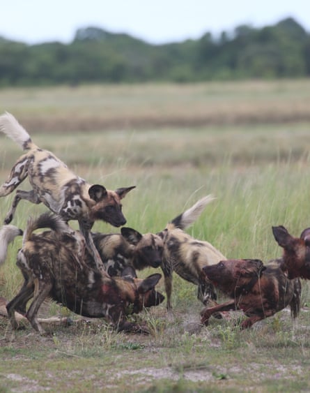 Six wild dogs, three wearing collars and some appearing to have blood on their snouts