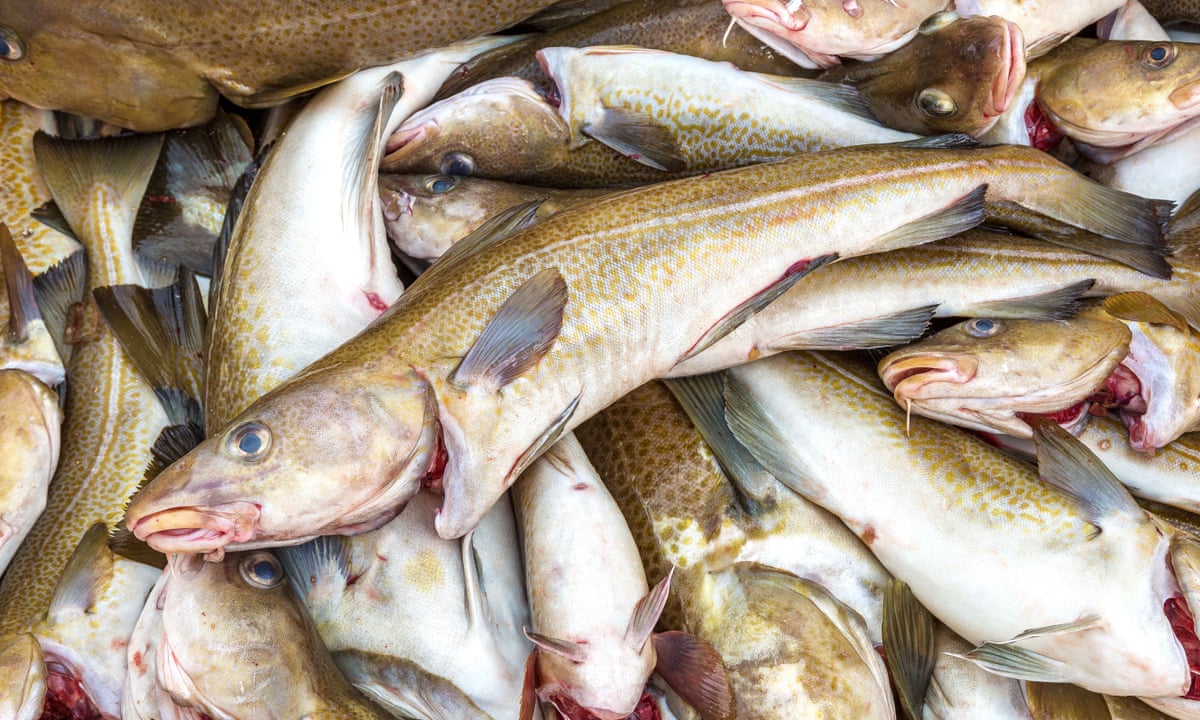 Cod Fish Price Per Pound Cheapest Store | www.oceanproperty.co.th