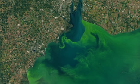 Satellite images capture the algae bloom in Lake Erie in 2017. The algal bloom is caused in part by phosphorus runoff from farms and poses a health risk.