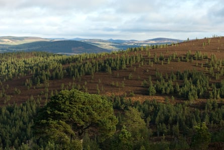 Aerial view of pine forest and hilly landscape