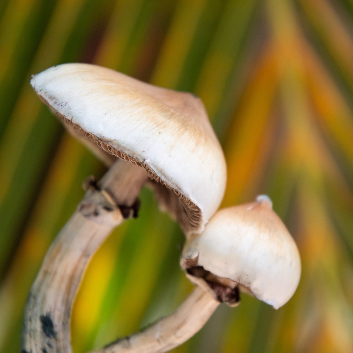 glp-1 in mushrooms Single dose of magic mushroom psychedelic can cause anatomical brain changes, study finds | Neuroscience glp-1 in mushrooms Single dose of magic mushroom psychedelic can cause anatomical brain changes, study finds | Neuroscience