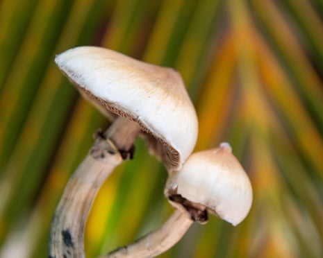 Two magic mushrooms growing with greenery behind