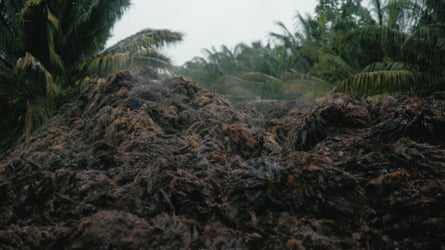 A large pile of dark, decomposing palm oil waste sits amid Amazon rainforest palms