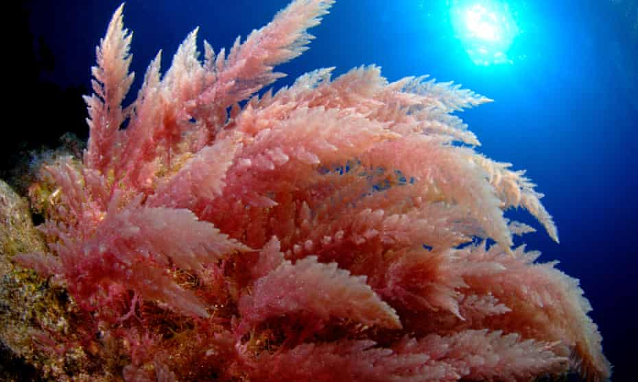 Asparagopsis, a red seaweed, in the Canary Islands.