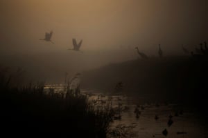 Cranes fly above a lake during the migration season on a foggy morning at the Hula Nature Reserve in northern Israel.