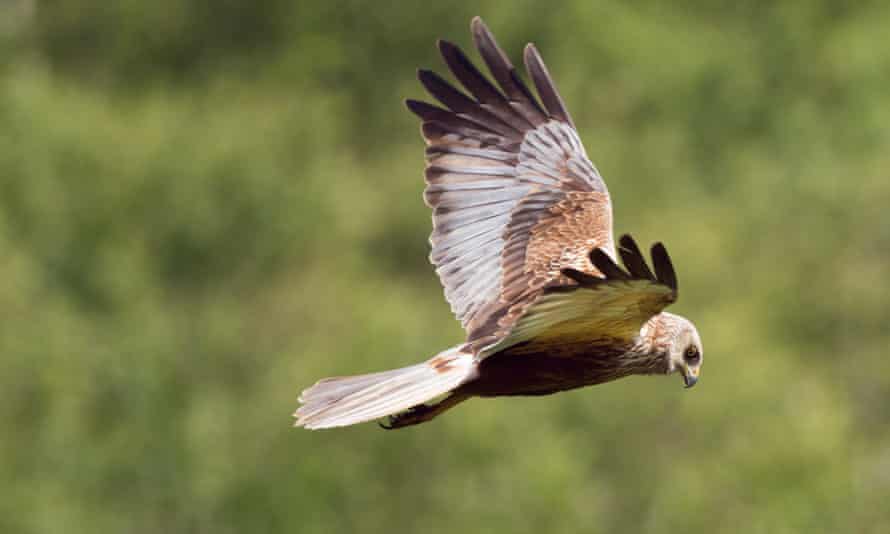 A western marsh harrier in flight above the RSPB Minsmere reserve in Suffolk.