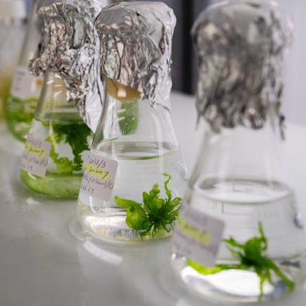 Specimens growing in a lab at the Scottish Association for Marine Science