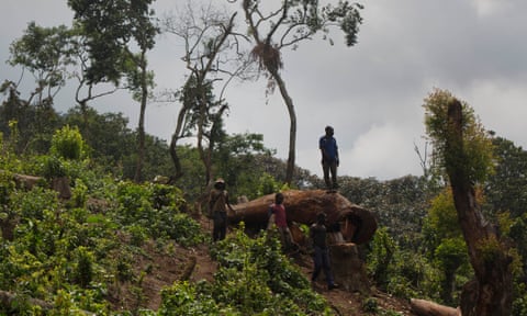 A man looks out over a newly cleared area of forest at Kahuzi-Biéga national park near Bukavu, Democratic Republic of the Congo. 