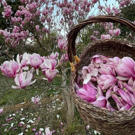 A basket of magnolia blossoms