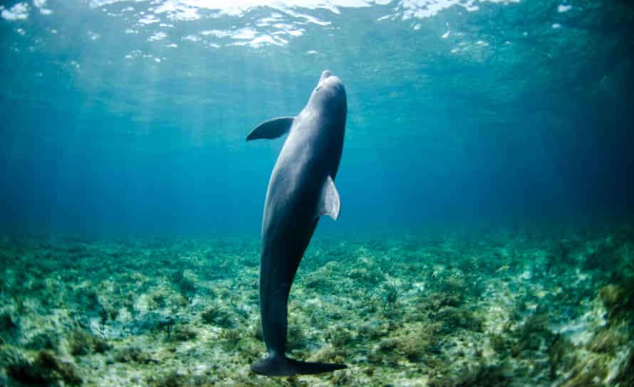 Spinner dolphins are among species that seem to be thriving in the newly-discovered coral sanctuary.