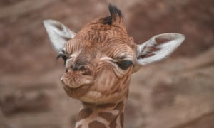 A legal petition calls on the US Fish and Wildlife Service to label giraffes as endangered.