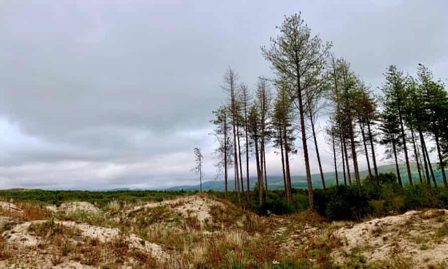 Pines on dunes.