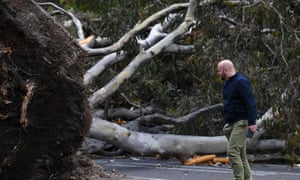 Un hombre visto caminando junto a un árbol caído en el oeste de Melbourne, el viernes 29 de octubre de 2021.