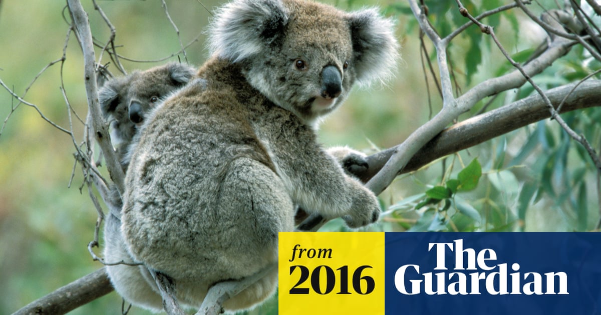 Crucial Koala Habitats Lost In Mass Land Clearing In Queensland