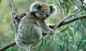 Koala with baby in a gum tree