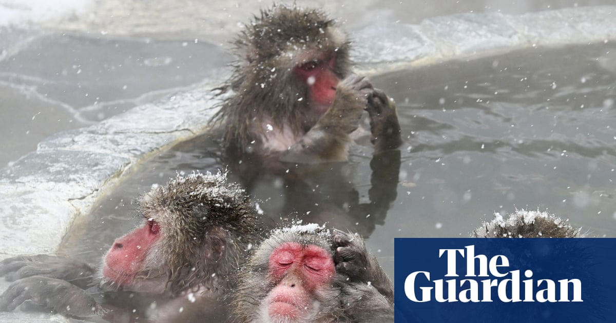 Week in wildlife: monkey spa day, a frisky kākāpō and a camouflaged owl